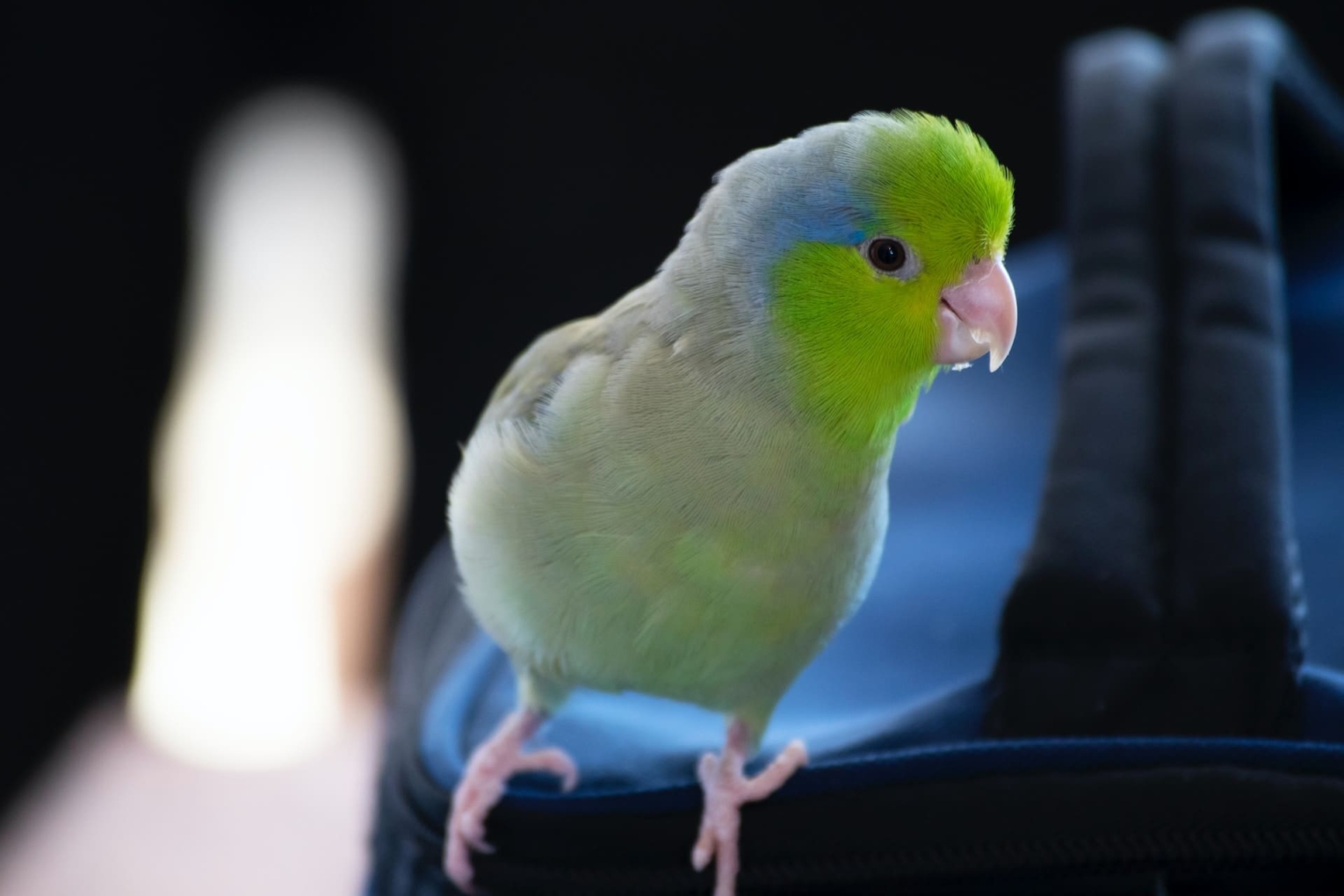 Parakeets | Characteristics, Prices, 16 Types, Colours, Facts, Care Tips, Health Issues 5 Parakeets Bird Profile