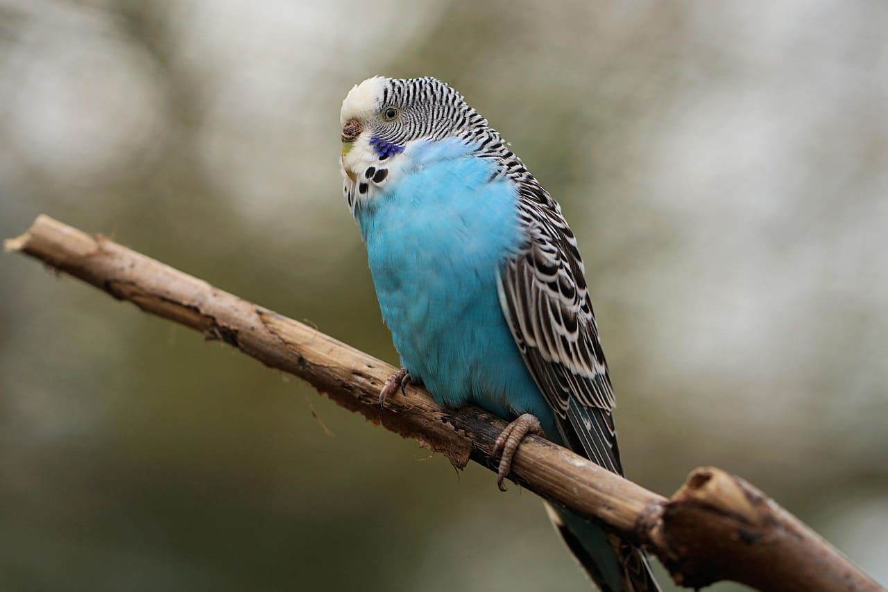 Parakeets | Characteristics, Prices, 16 Types, Colours, Facts, Care Tips, Health Issues 24 Parakeets Bird Profile