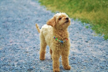 Australian Labradoodle