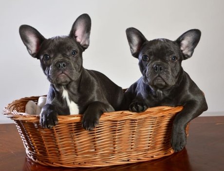 Blue French Bulldog