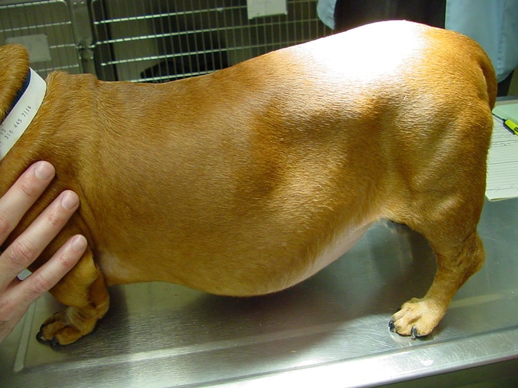 Cushing's Disease in Dogs