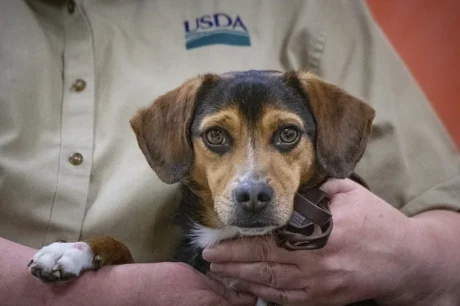 Cushing's Disease in Dogs