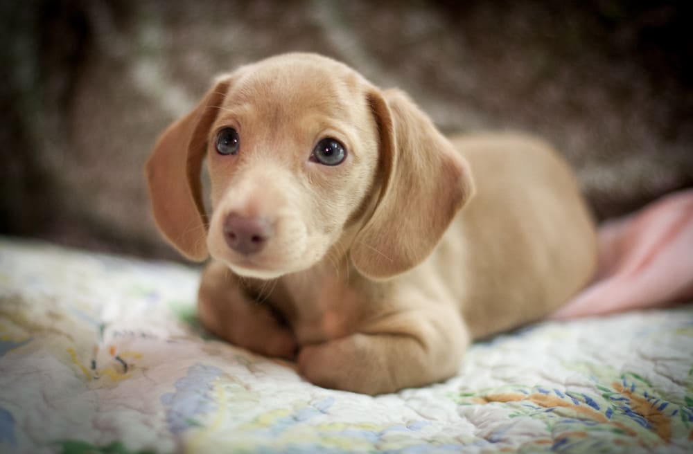 English Cream Dachshund