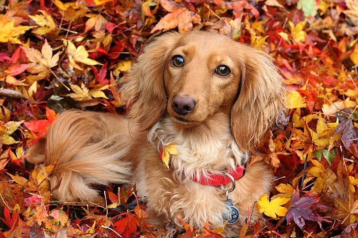 English Cream Dachshund