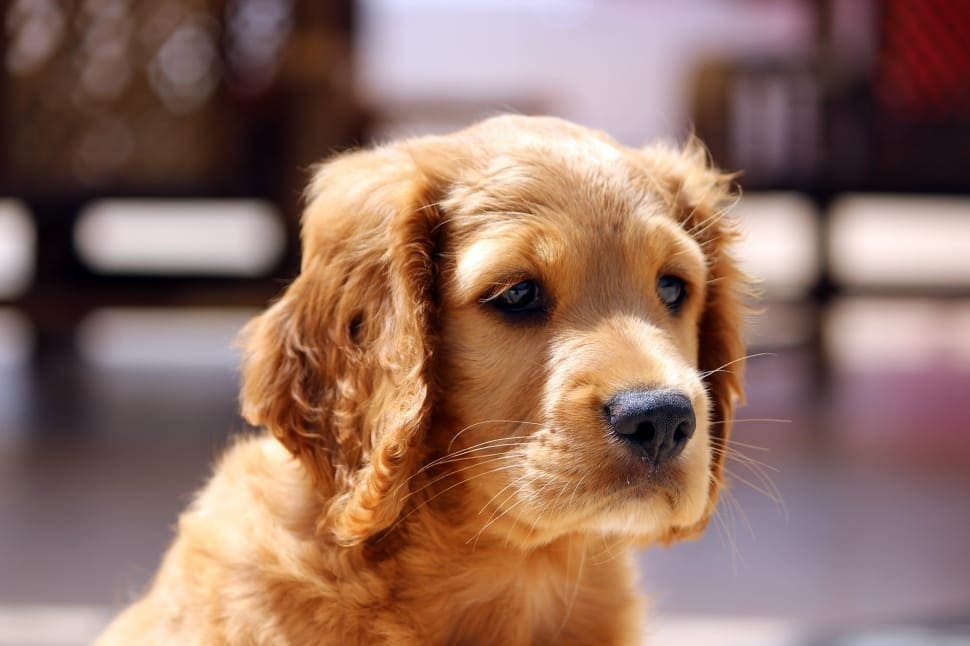 English Cream Dachshund