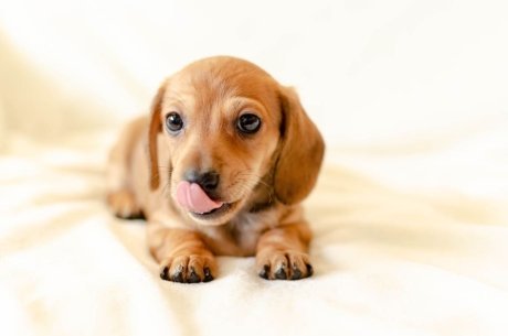 English Cream Dachshund