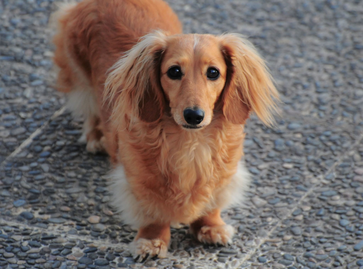 English Cream Dachshund