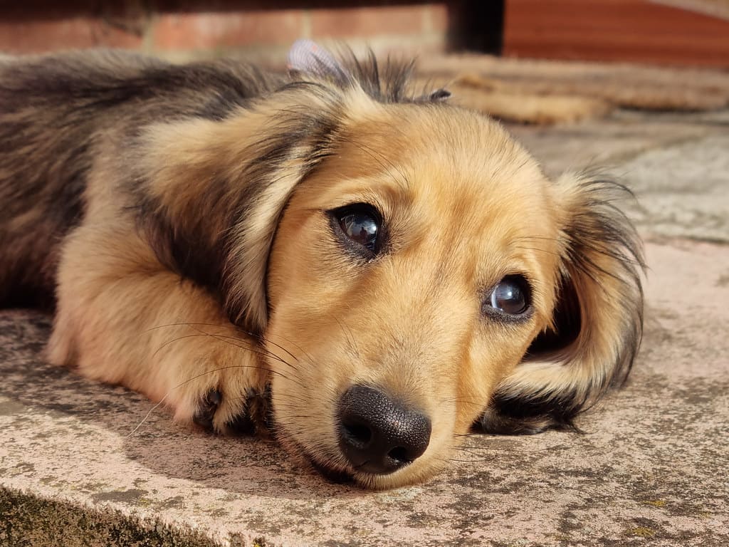 English Cream Dachshund