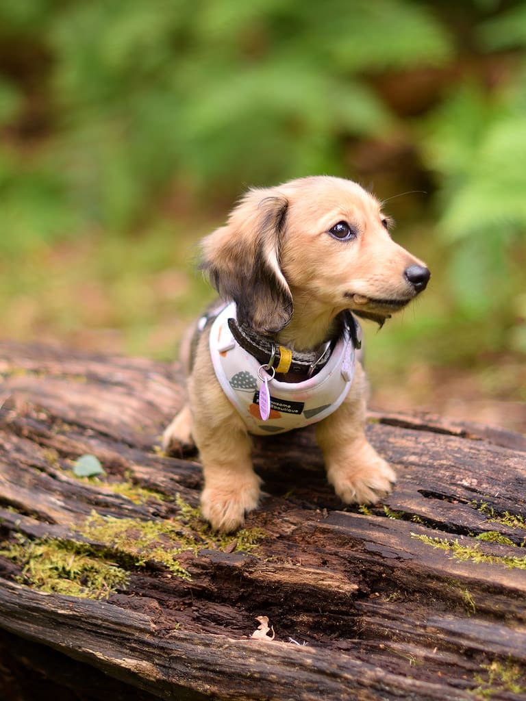 English Cream Dachshund