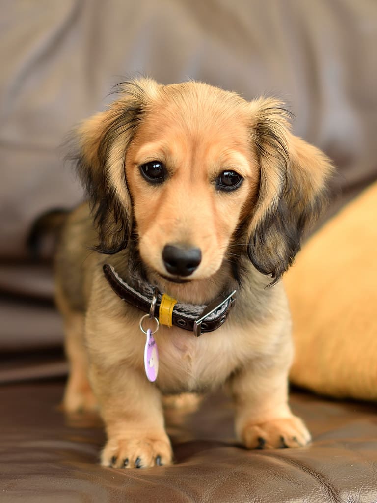 English Cream Dachshund