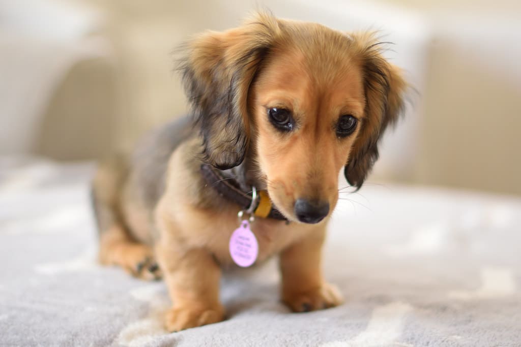 English Cream Dachshund