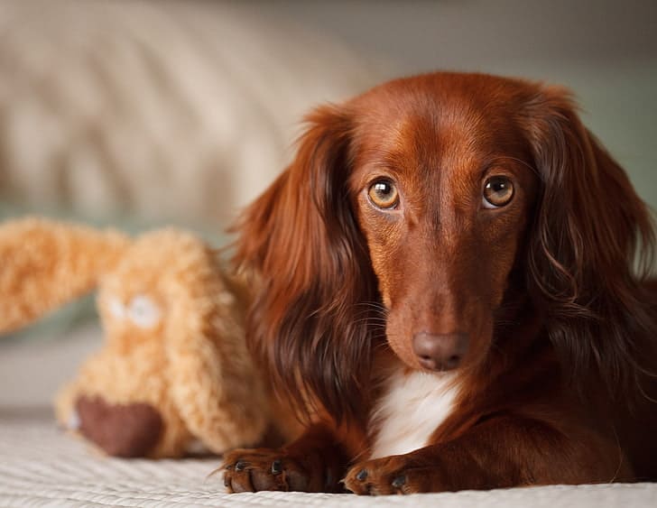 English Cream Dachshund