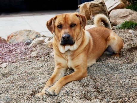 How Long Are Dogs Pregnant