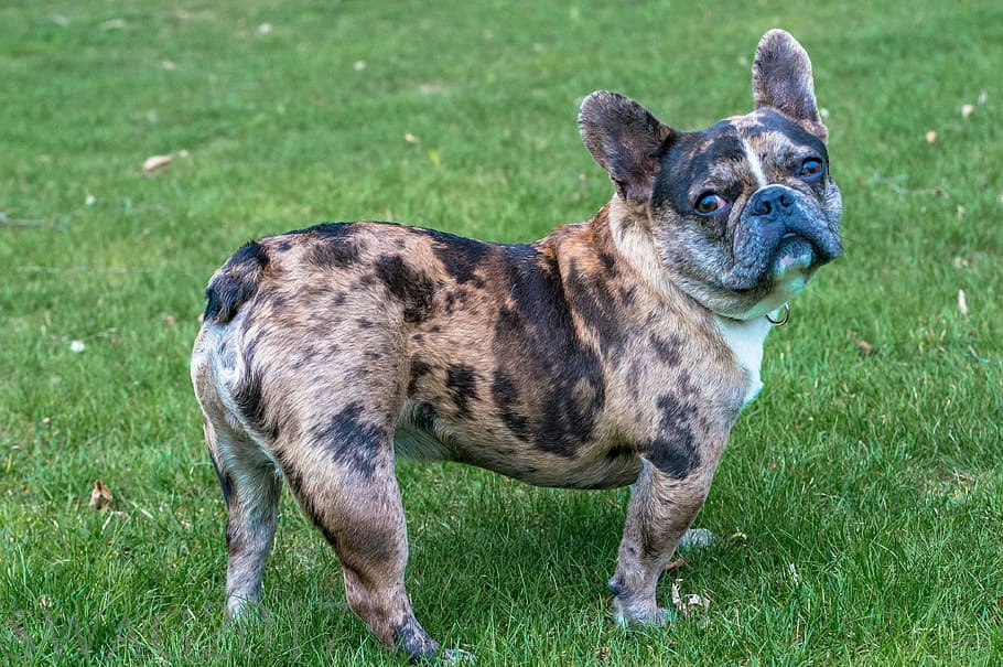 Blue merle bulldog price sale