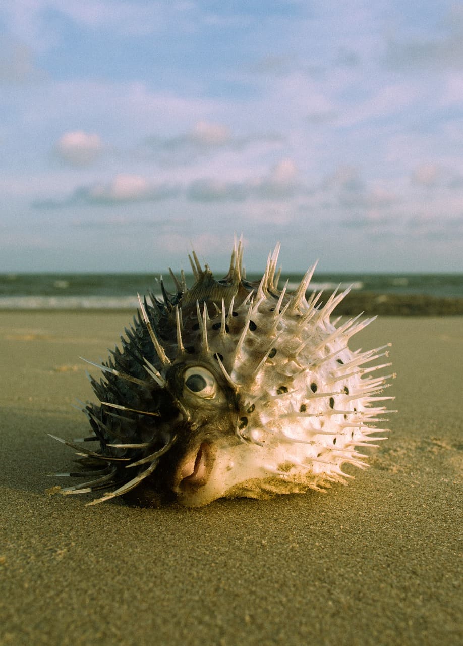 Puffer Fish, Frequently Asked Questions on Puffer Fish