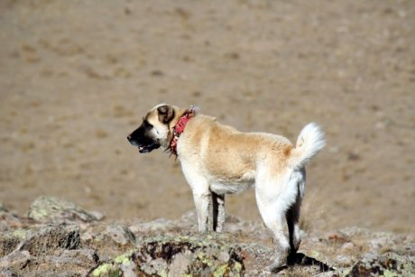 Turkish Kangal