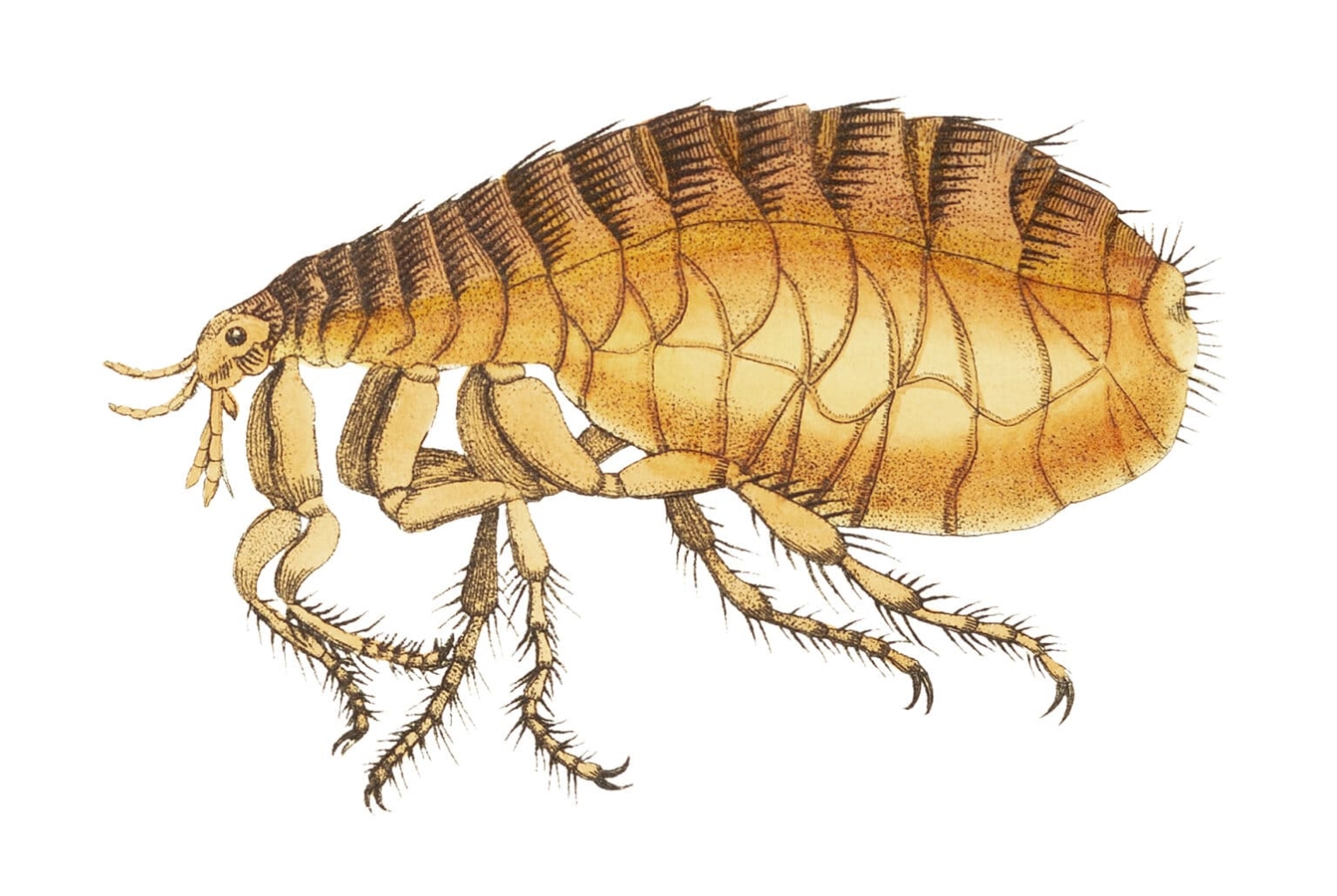 What Do Fleas Look Like 