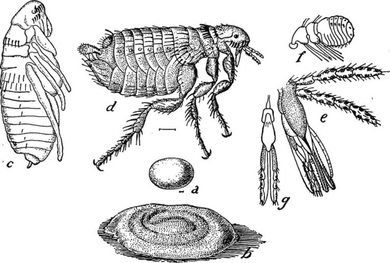 What Do Fleas Look Like? Structure, 8 Signs, Identifying