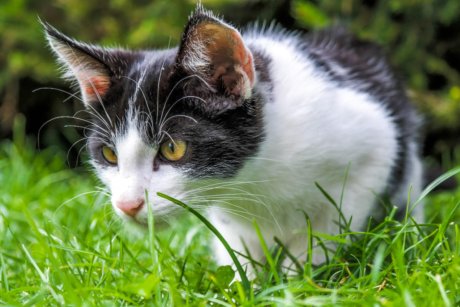 What Does Catnip Do To Cats