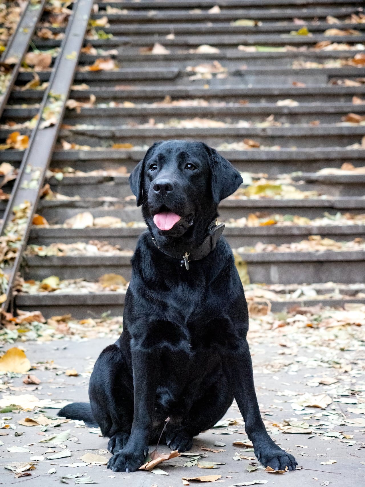 Black Labrador | Breed Profile, Prices, 6 Type, Facts, Care Tips, Health 2 Black Labrador