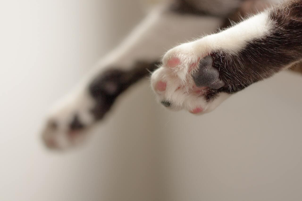 Polydactyl Cats