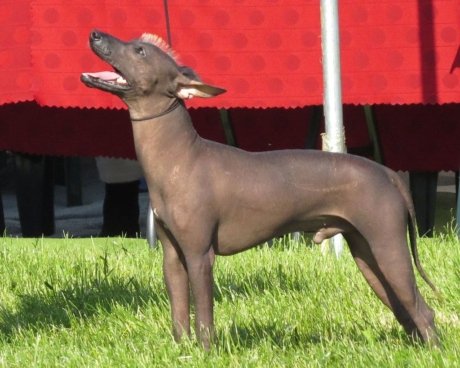Xoloitzcuintli Dog