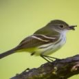Acadian Flycatcher