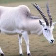 Addax